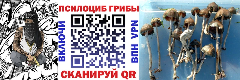Псилоцибиновые грибы мухоморы  купить наркотики цена  Мезень 
